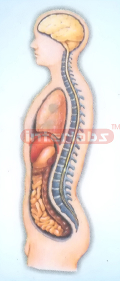 HANGING MALE INNER ORGANS MODEL  IN ABDOMINAL CAVITY